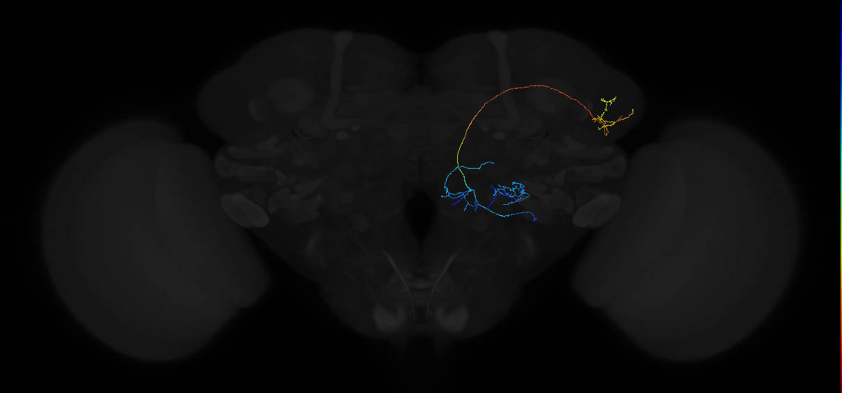 adult multiglomerular antennal lobe projection neuron type 46 lvPN