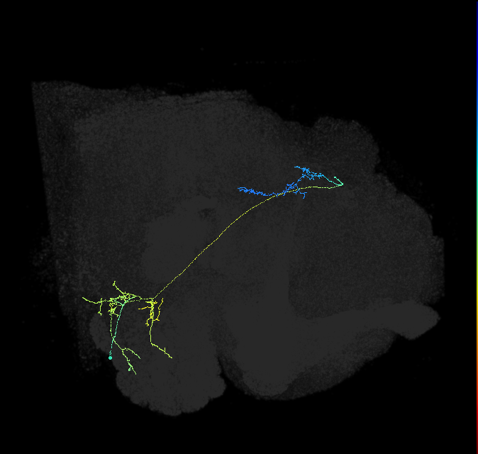 adult antennal lobe projection neuron VP2+VP5 lvPN