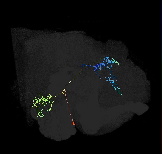 adult antennal lobe projection neuron VP3+ smPN