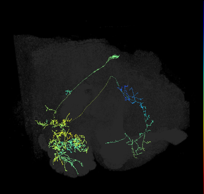 transverse antennal lobe tract 4 projection neuron 1