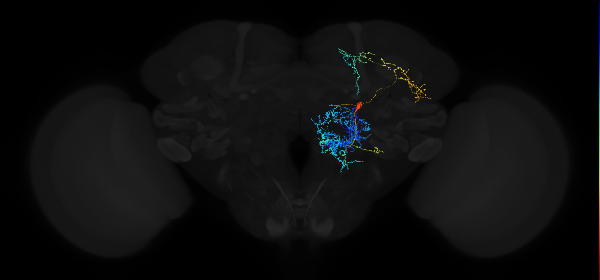 adult multiglomerular antennal lobe projection neuron spPN t4ALT
