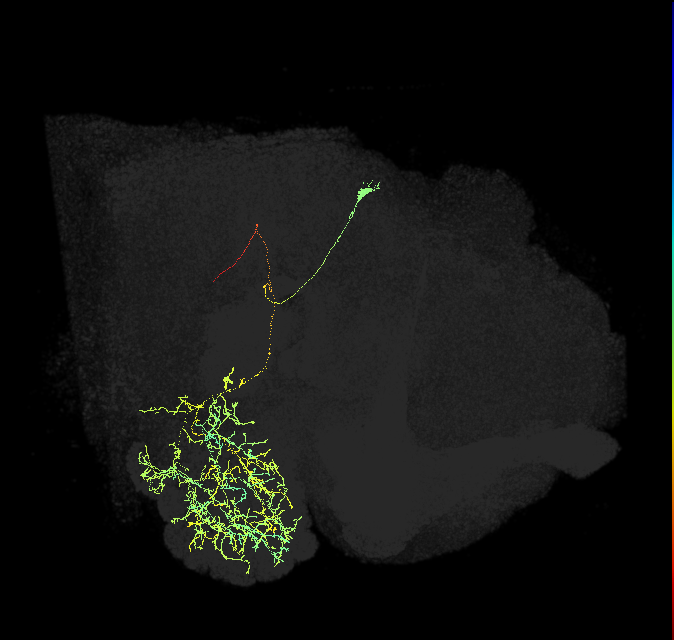 adult multiglomerular antennal lobe projection neuron spPN t5ALT