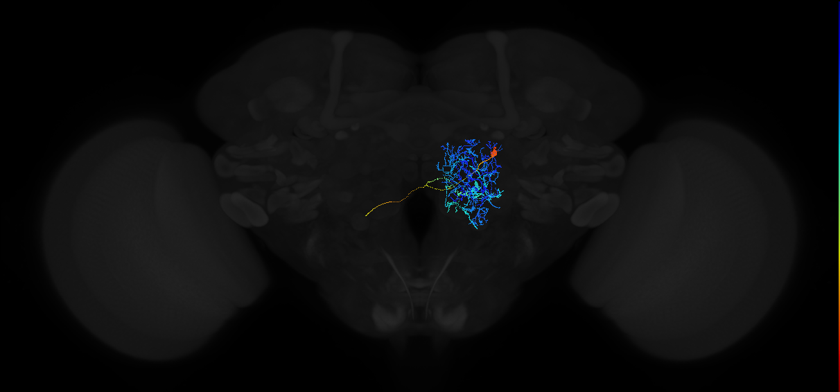 transverse antennal lobe tract 4 projection neuron 1