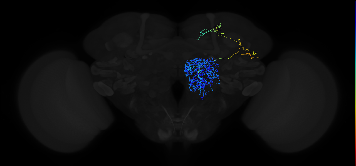 adult multiglomerular antennal lobe projection neuron type 50 vPN