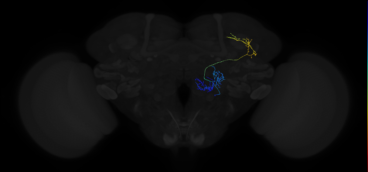 adult multiglomerular antennal lobe projection neuron type 51 vPN