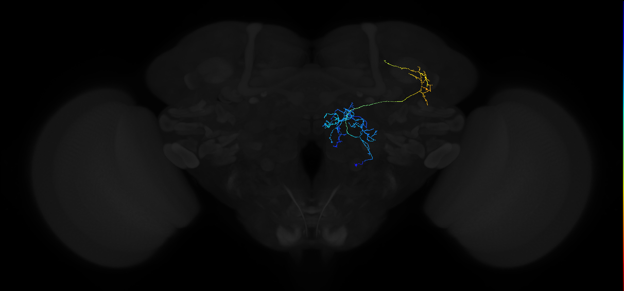 adult multiglomerular antennal lobe projection neuron type 52 vPN