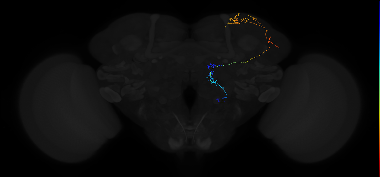adult multiglomerular antennal lobe projection neuron type 53 vPN