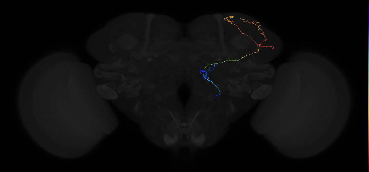 adult multiglomerular antennal lobe projection neuron type 54 vPN