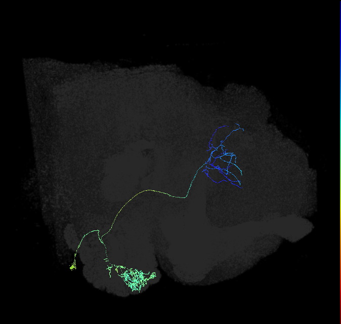 adult multiglomerular antennal lobe projection neuron type 55 vPN