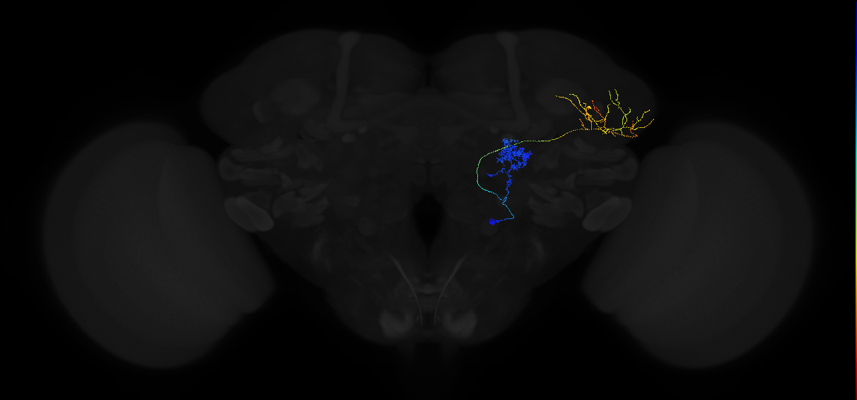 adult multiglomerular antennal lobe projection neuron type 55 vPN