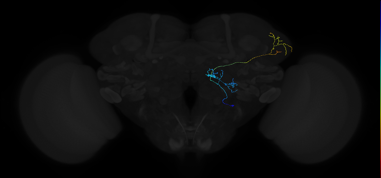 adult multiglomerular antennal lobe projection neuron type 56 vPN