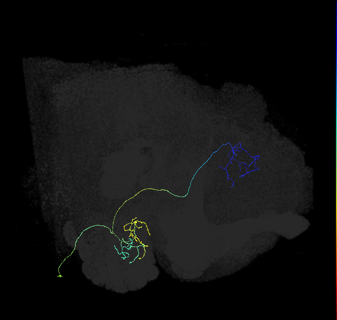 adult multiglomerular antennal lobe projection neuron type 57 vPN