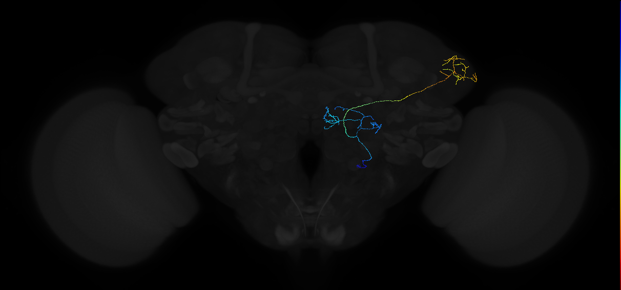 adult multiglomerular antennal lobe projection neuron type 57 vPN