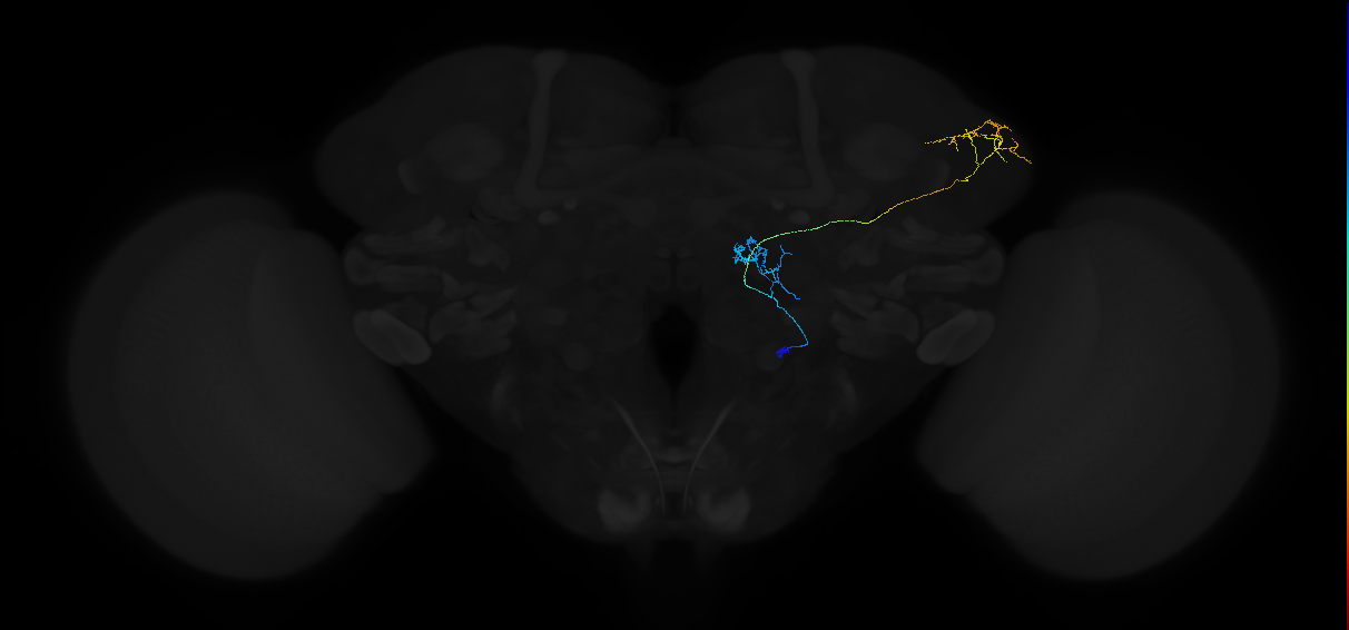 adult multiglomerular antennal lobe projection neuron type 58 vPN