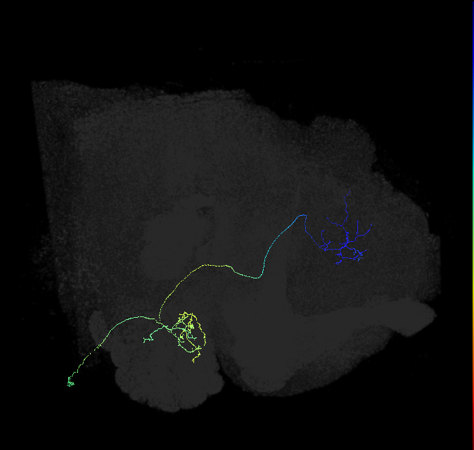 adult multiglomerular antennal lobe projection neuron type 58 vPN