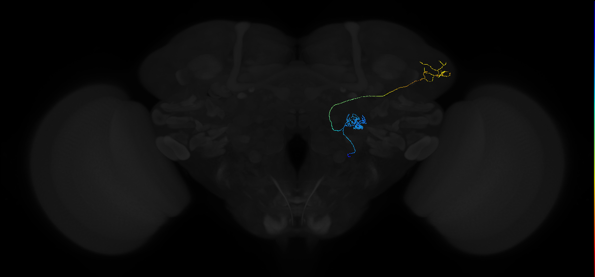 adult multiglomerular antennal lobe projection neuron type 59 vPN