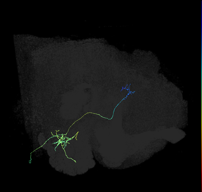 adult antennal lobe projection neuron VP1d++ vPN