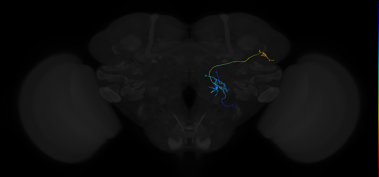 adult antennal lobe projection neuron VP1d++ vPN