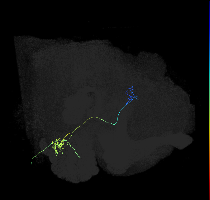 adult multiglomerular antennal lobe projection neuron type 61 vPN