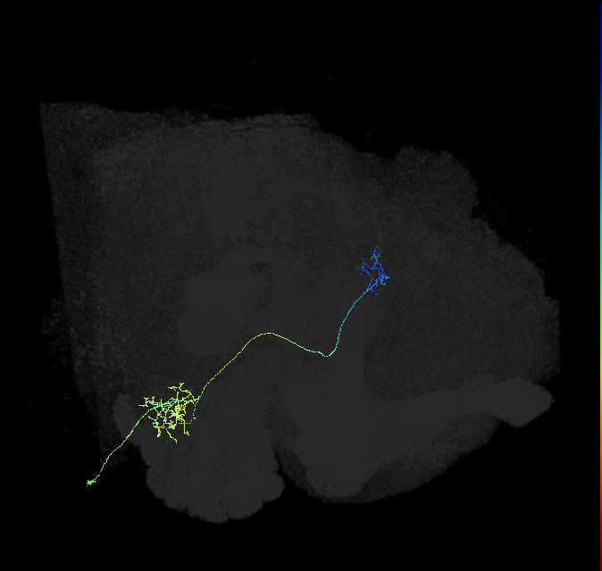 adult multiglomerular antennal lobe projection neuron type 61 vPN