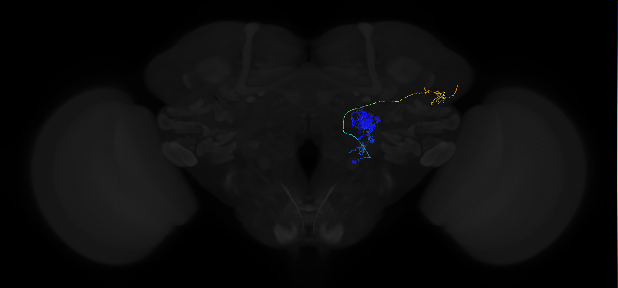 adult multiglomerular antennal lobe projection neuron type 63 vPN