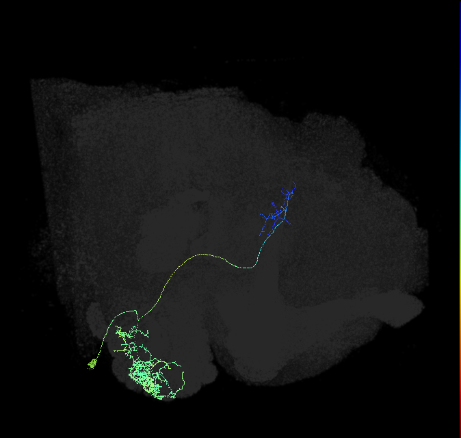 adult multiglomerular antennal lobe projection neuron type 64 vPN