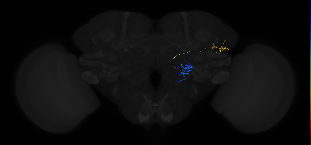 adult multiglomerular antennal lobe projection neuron type 65 vPN