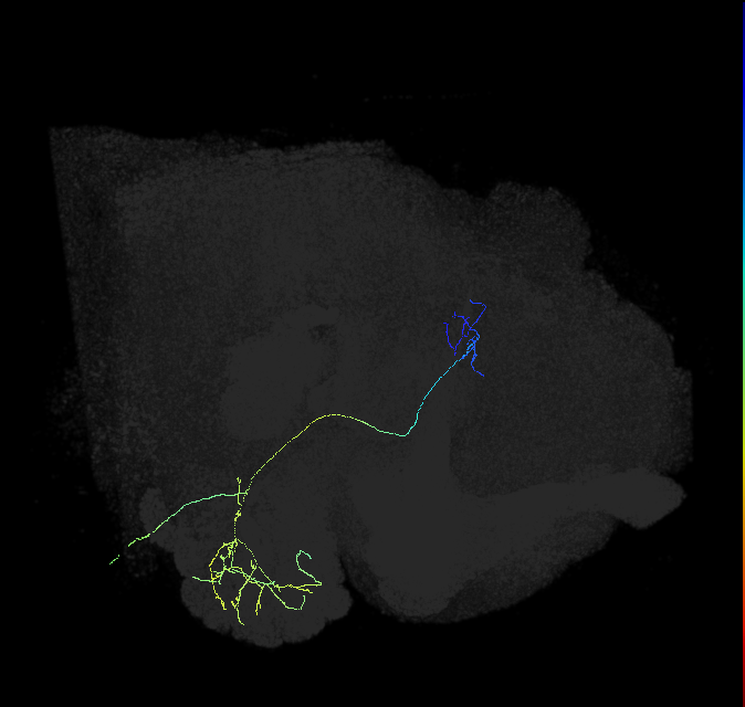 adult multiglomerular antennal lobe projection neuron type 66 vPN
