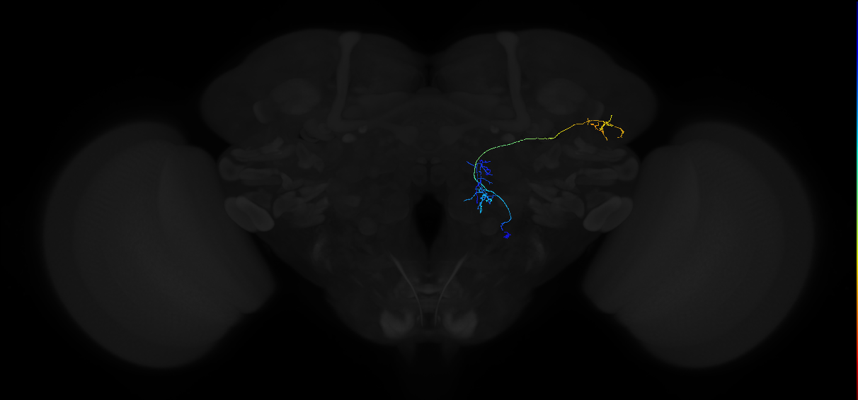 adult multiglomerular antennal lobe projection neuron type 66 vPN