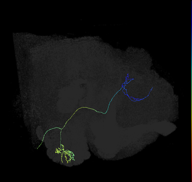 adult multiglomerular antennal lobe projection neuron type 67 vPN