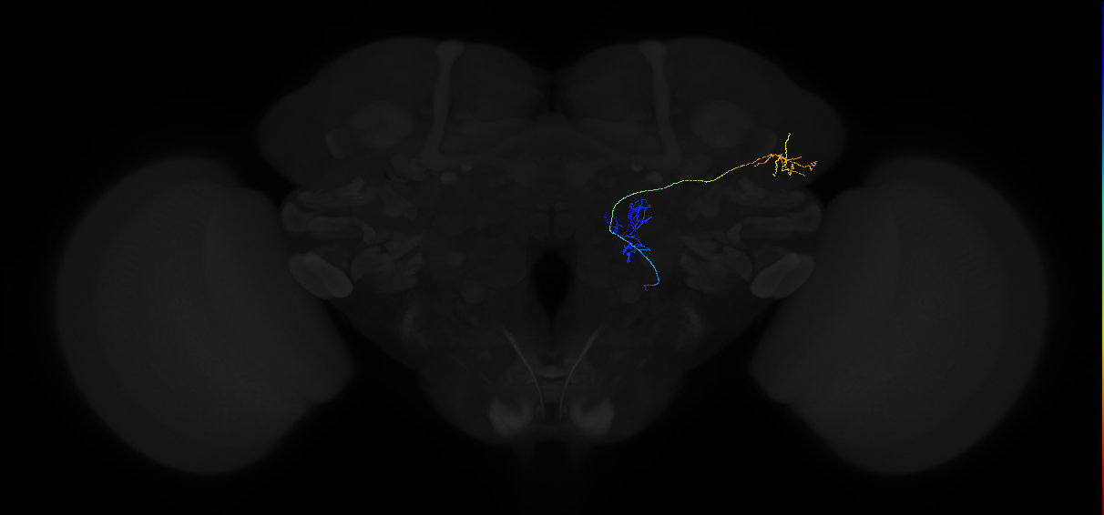 adult multiglomerular antennal lobe projection neuron type 67 vPN