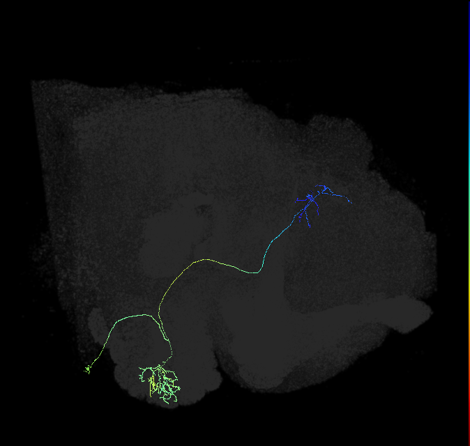 adult multiglomerular antennal lobe projection neuron type 68 vPN