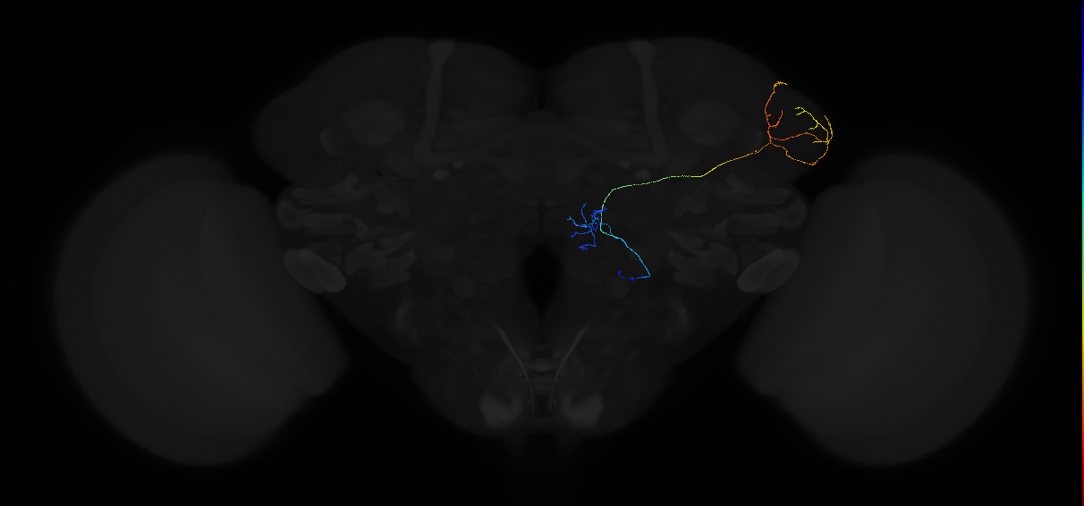 adult multiglomerular antennal lobe projection neuron type 69 vPN