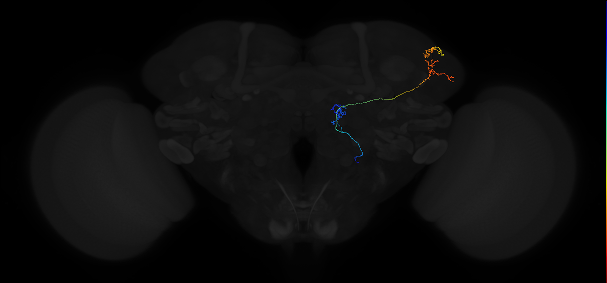 adult multiglomerular antennal lobe projection neuron type 70 vPN