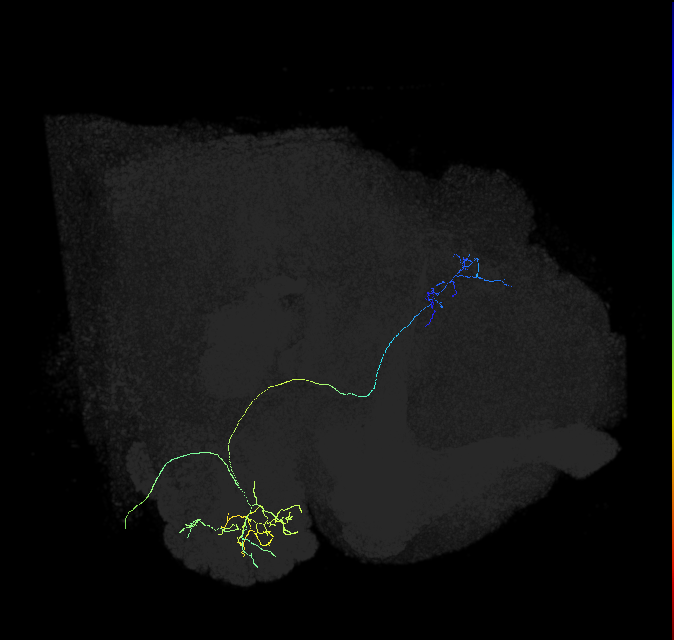 adult multiglomerular antennal lobe projection neuron type 71 vPN