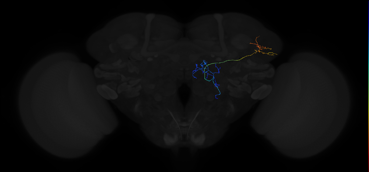 adult multiglomerular antennal lobe projection neuron type 71 vPN