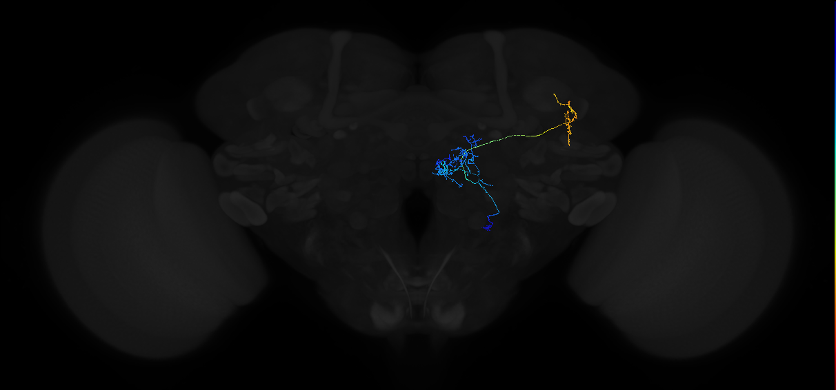 adult multiglomerular antennal lobe projection neuron type 72 vPN