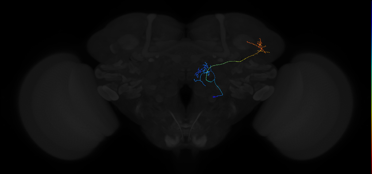 adult multiglomerular antennal lobe projection neuron type 73 vPN
