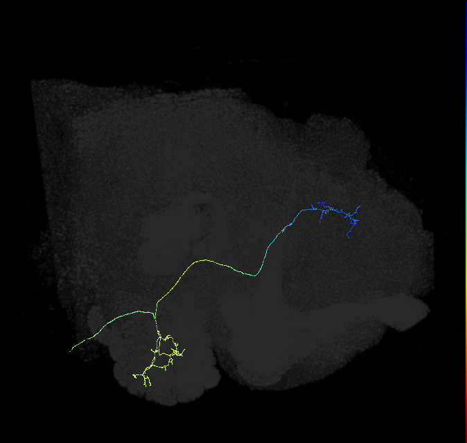adult multiglomerular antennal lobe projection neuron type 74 vPN