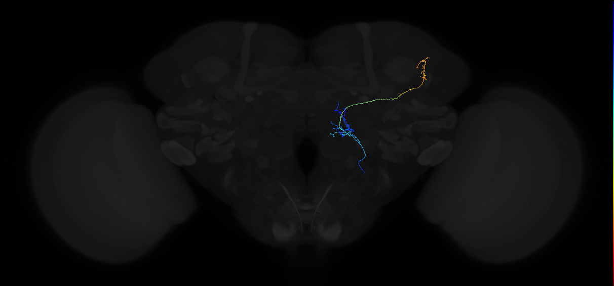 adult multiglomerular antennal lobe projection neuron type 74 vPN