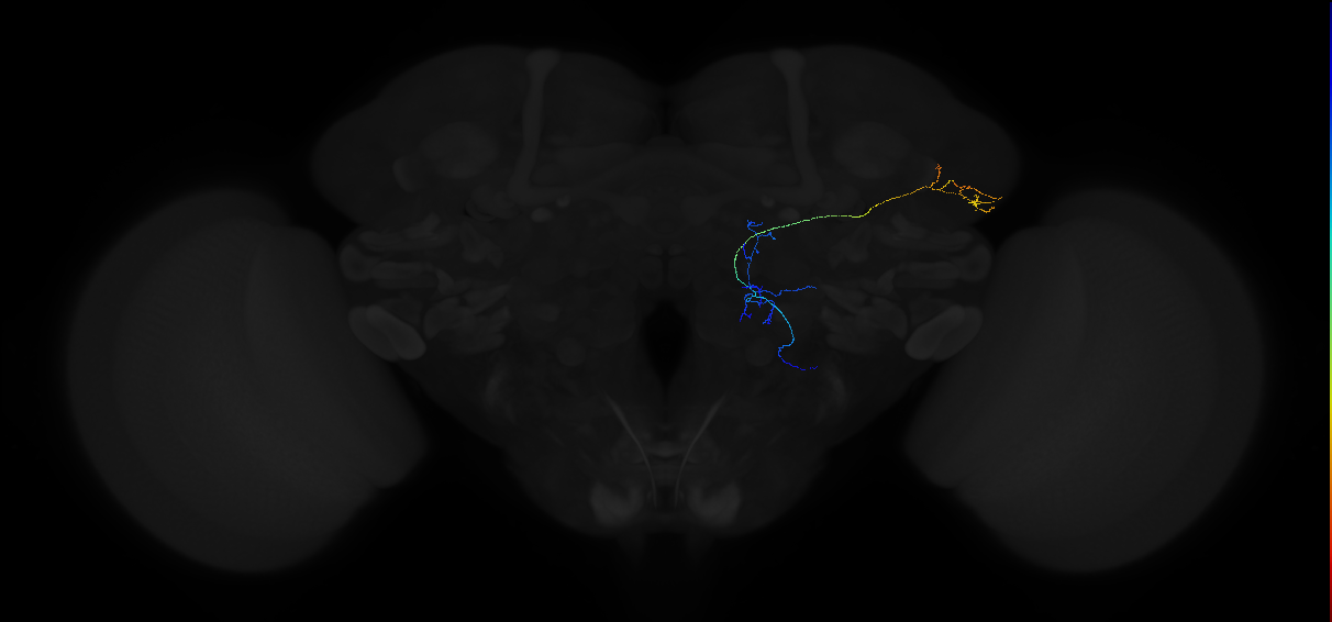 adult multiglomerular antennal lobe projection neuron type 75 vPN