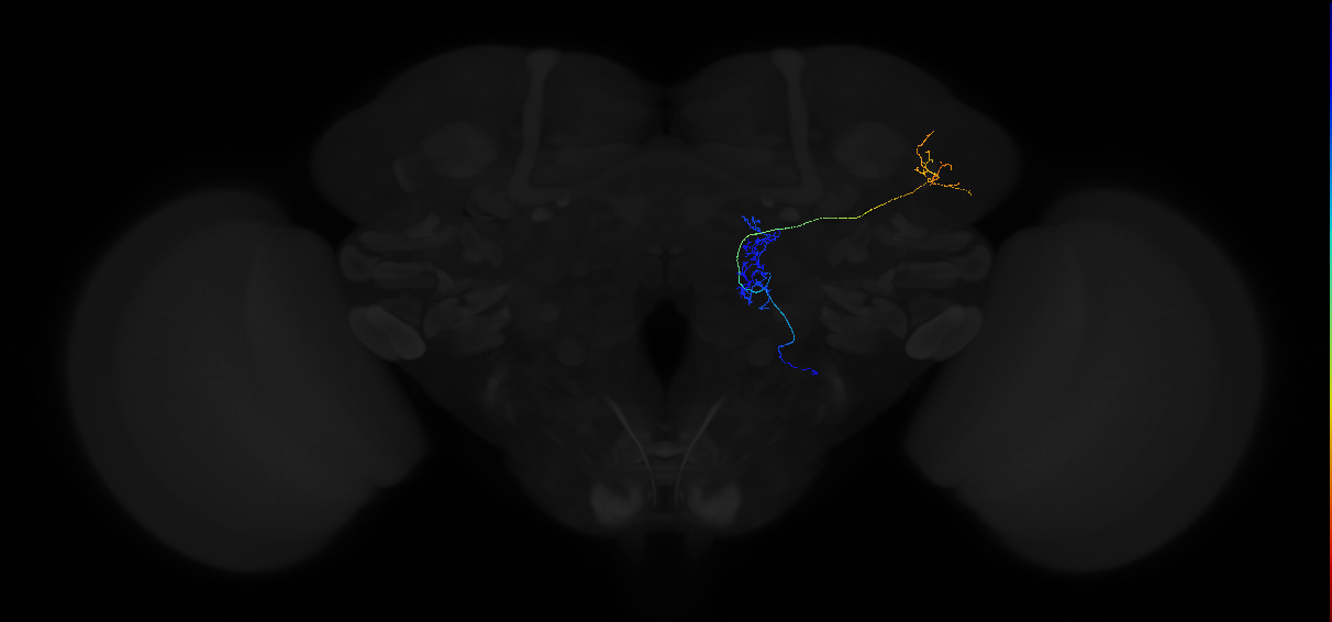 adult multiglomerular antennal lobe projection neuron type 76 vPN