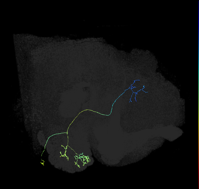 adult multiglomerular antennal lobe projection neuron type 76 vPN