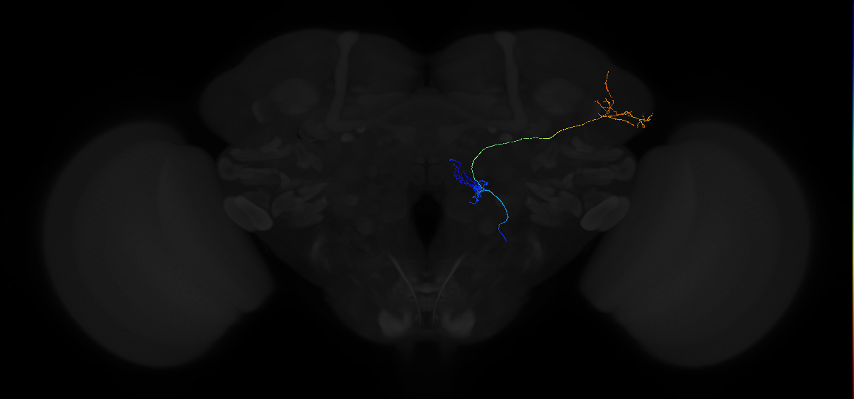 adult multiglomerular antennal lobe projection neuron type 77 vPN