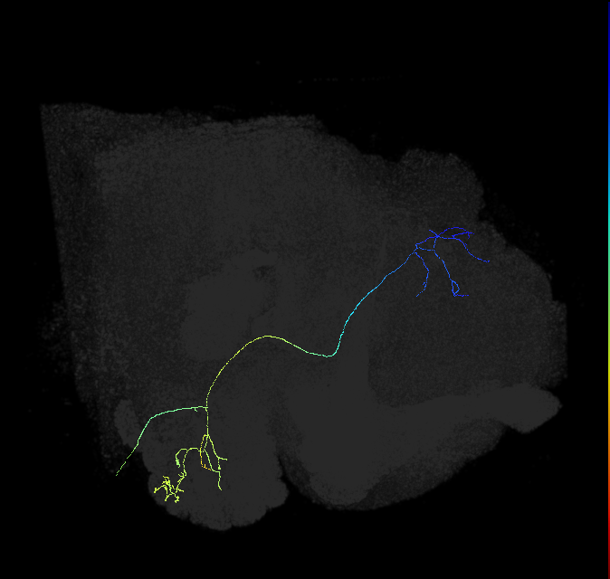 adult multiglomerular antennal lobe projection neuron type 78 vPN