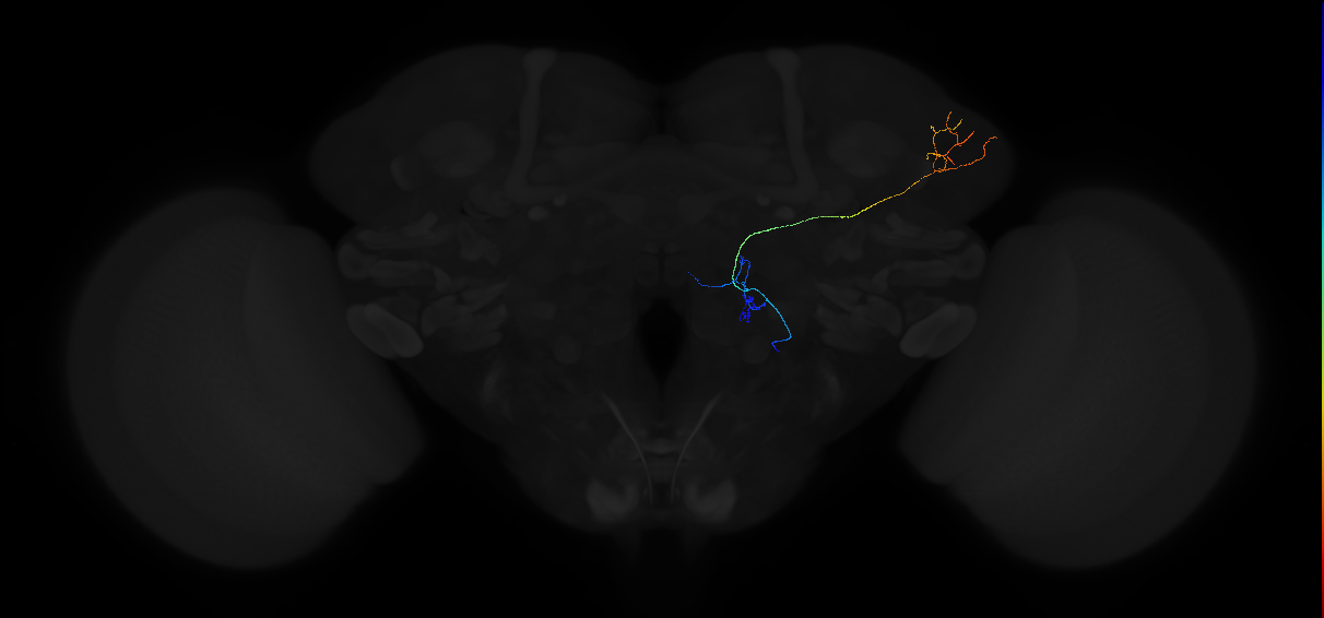 adult multiglomerular antennal lobe projection neuron type 78 vPN