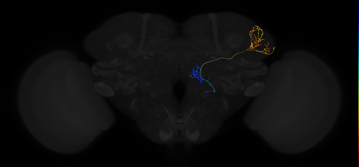 adult multiglomerular antennal lobe projection neuron type 79 vPN