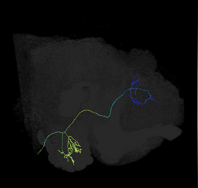 adult multiglomerular antennal lobe projection neuron type 80 vPN