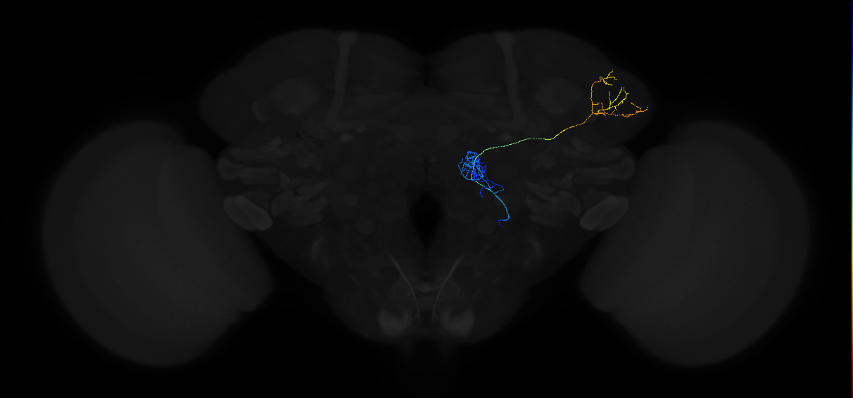 adult multiglomerular antennal lobe projection neuron type 80 vPN