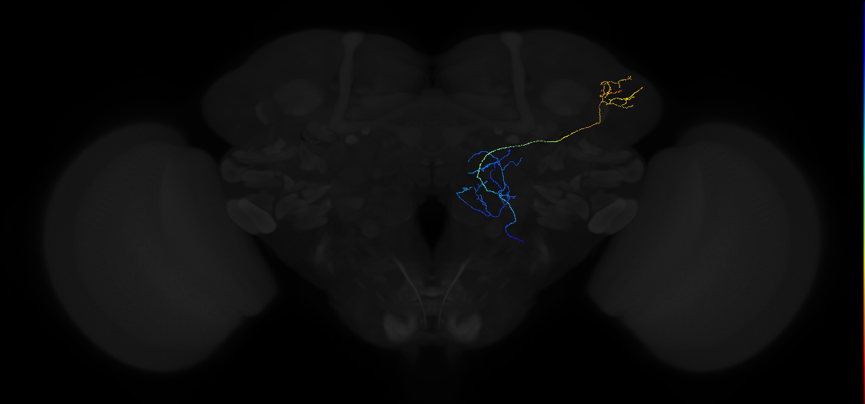 adult multiglomerular antennal lobe projection neuron type 81 vPN